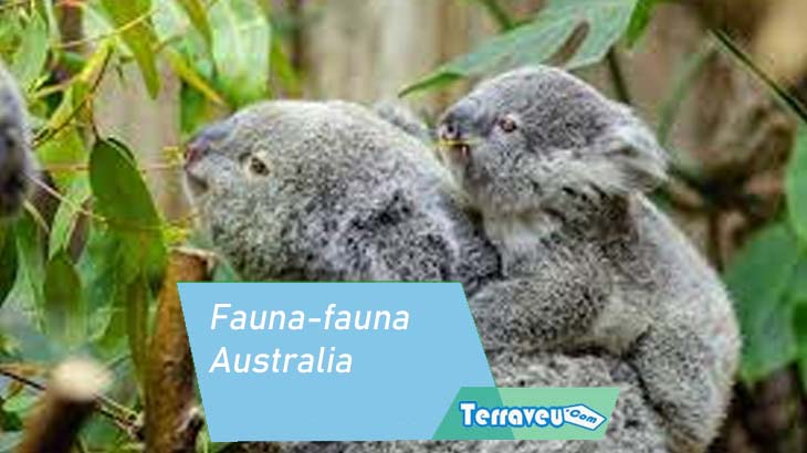 fauna-fauna australia