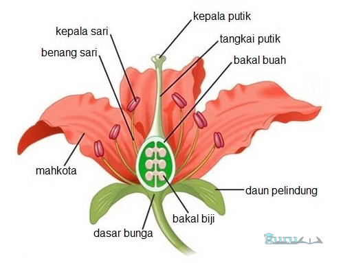 Bunga struktur Struktur Bunga