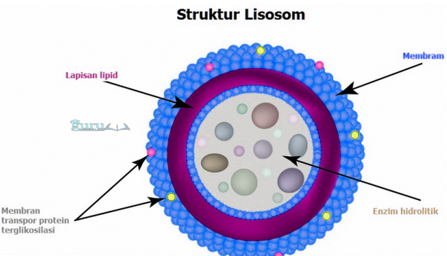 Struktur lisosom