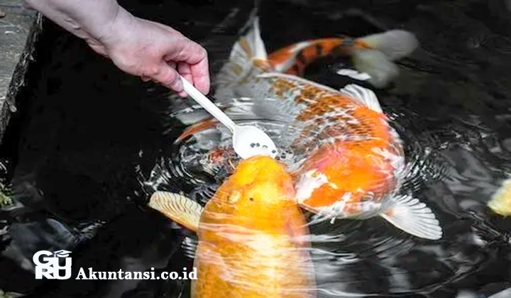 Kode Alam Memberi Makan Ikan Koi 2D 3D 4D Menurut Primbon